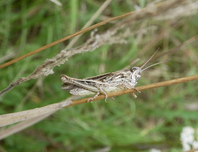 Chorthippus