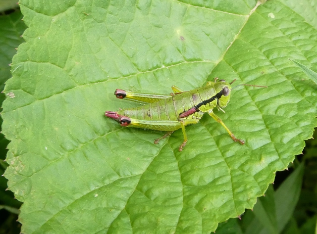 Odontopodisma decipiens - déli hegyisáska