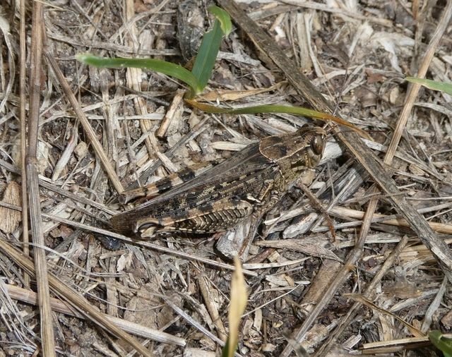 Calliptamus italicus - olaszsáska