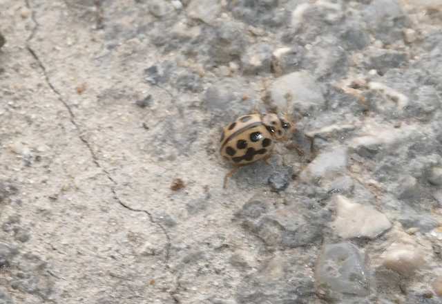 Tytthaspis sedecimpunctata - tizenhatpettyes katica
