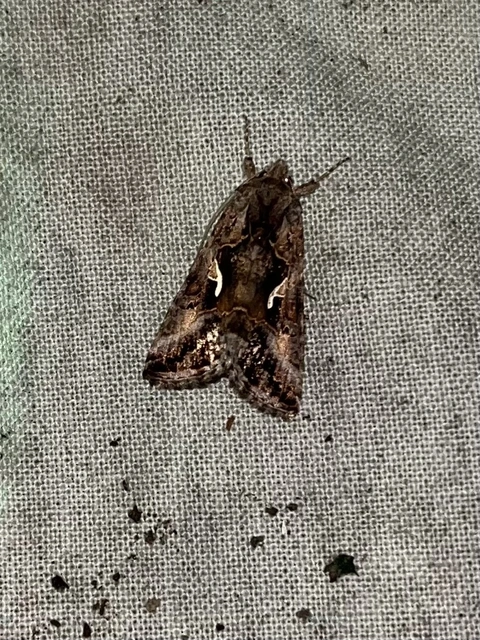 Autographa gamma - gammalepke