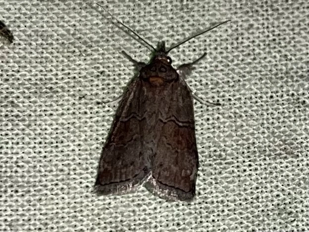 Nycteola asiatica - nyárfa-trapézbagoly