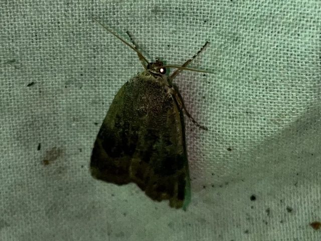 Noctua janthina - tarka sárgafűbagoly