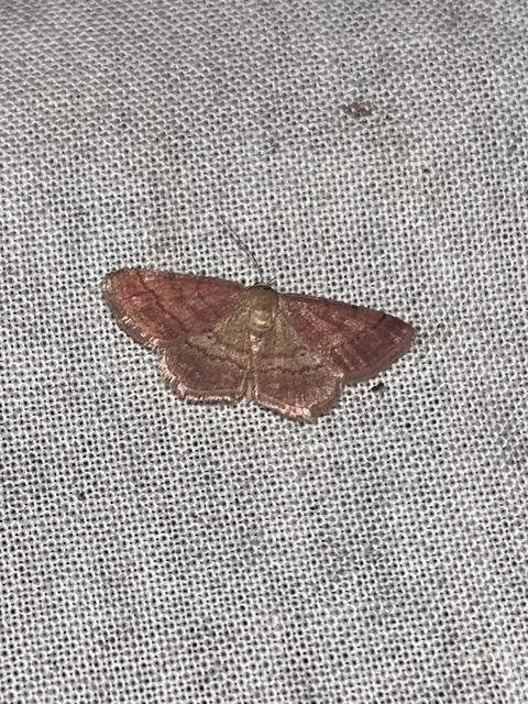 Scopula rubiginata - réti pirosaraszoló
