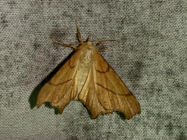 Ennomos erosaria - hársfa-levélaraszoló