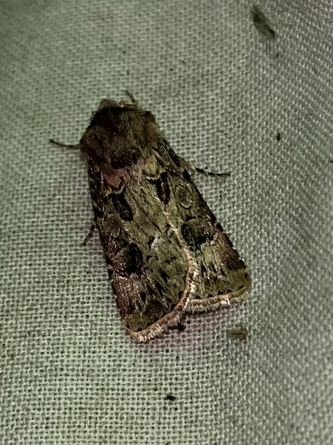 Agrotis bigramma - kétjegyű földibagoly
