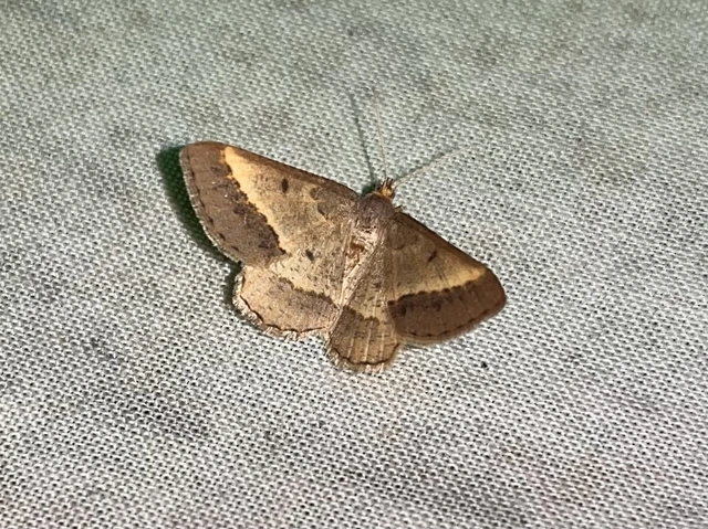 Tephrina arenacearia - lucerna-araszoló