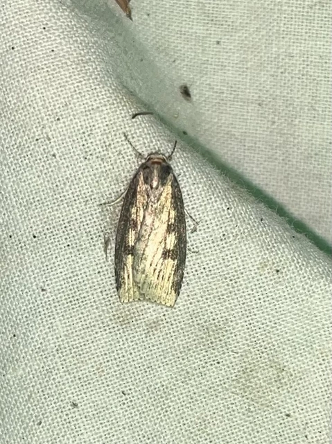 Chilodes maritima - négyfoltos nádibagoly