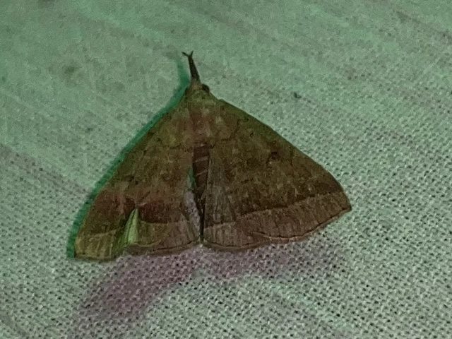 Pechipogo plumigeralis - tollascsápú karcsúbagoly
