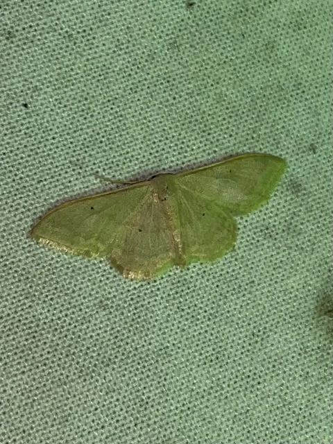 Idaea straminata - szalmasárga sávosaraszoló