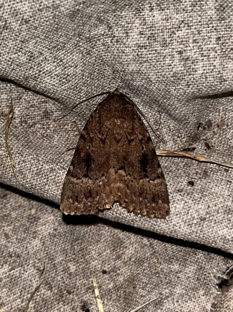 Amphipyra berbera/pyramidea