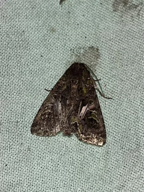 Trachea atriplicis - nyári zöldbagoly