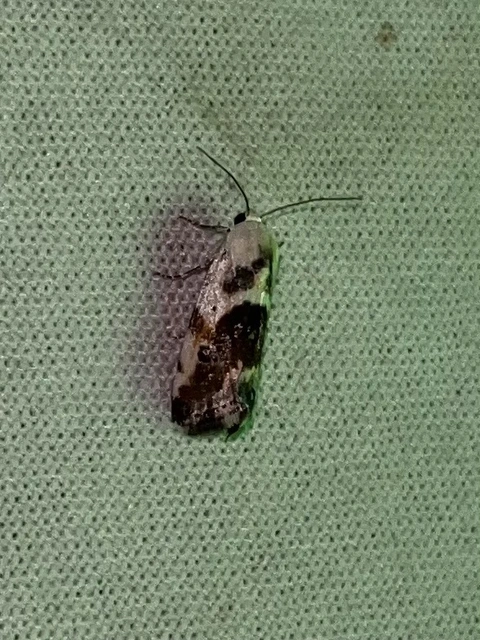 Ponometia candefacta - parlagfűbagoly
