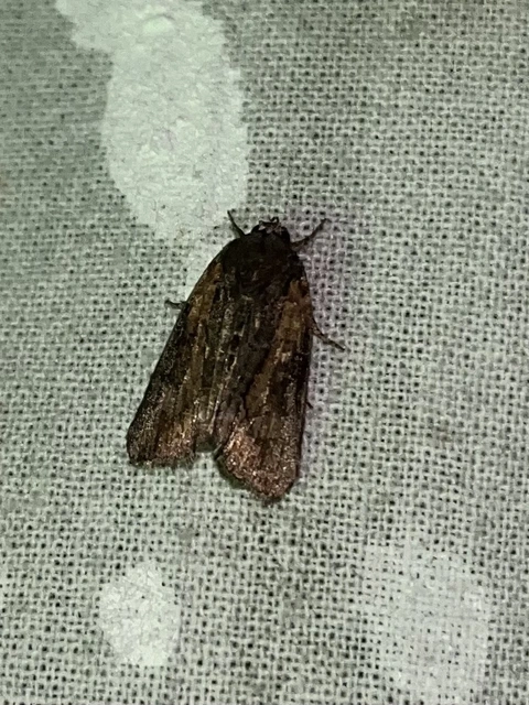 Bryophila raptricula/felina