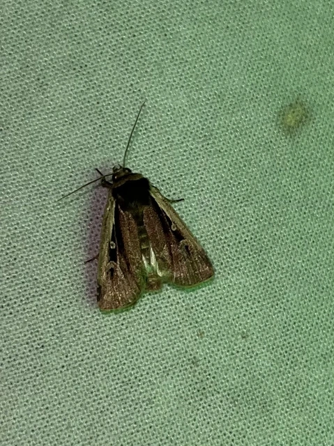 Ochropleura plecta - fehérszegélyű fűbagoly