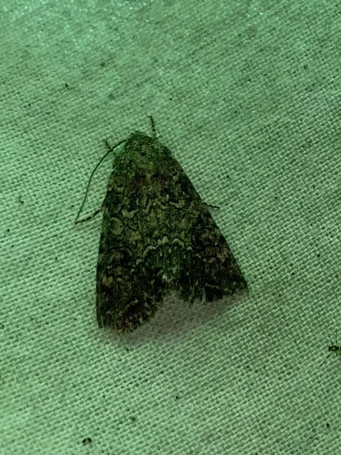 Hadula trifolii - lóherebagoly