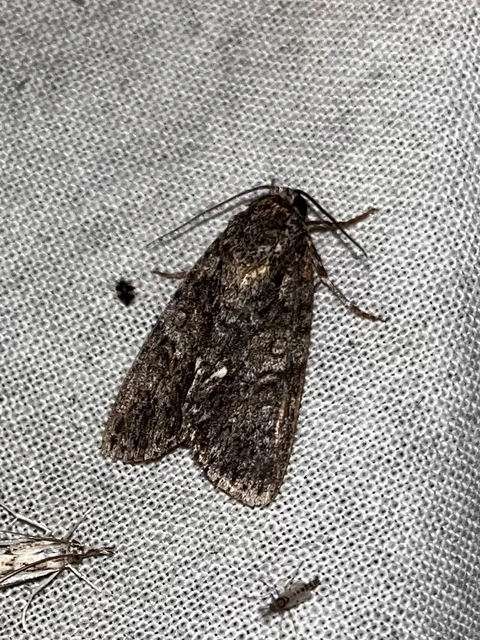 Acronicta rumicis - sóska-szigonyosbagoly