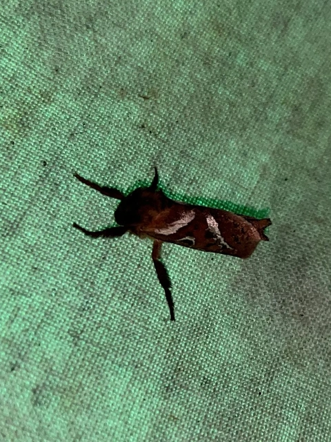 Triodia sylvina - kis gyökérrágólepke