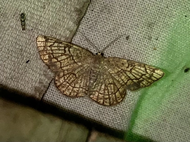Stegania dilectaria - fehérnyár-araszoló