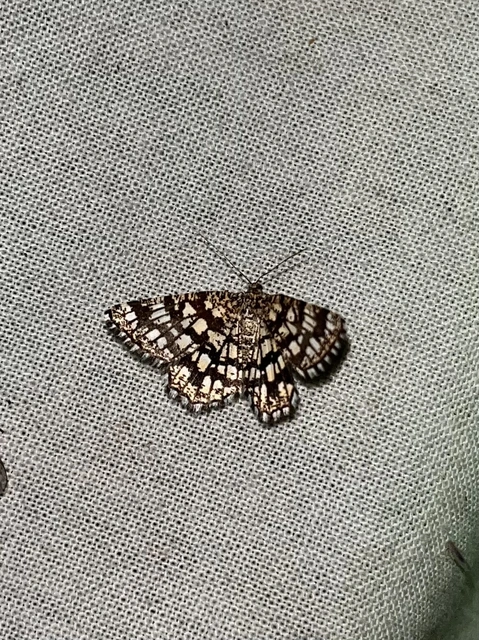 Chiasmia clathrata - rácsos rétiaraszoló