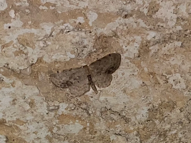 Idaea dimidiata - gyakori apróaraszoló