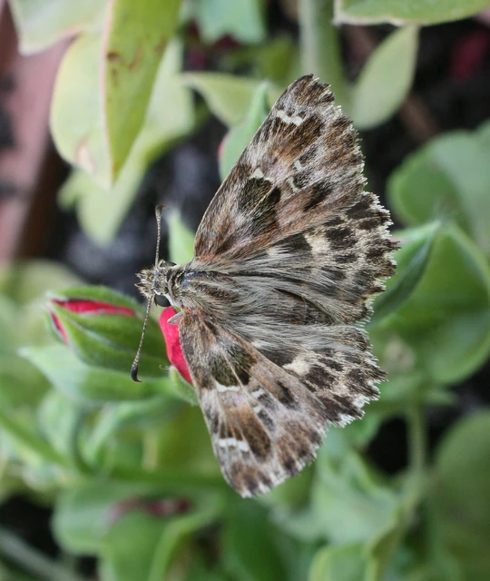 Carcharodus alceae - mályva-busalepke