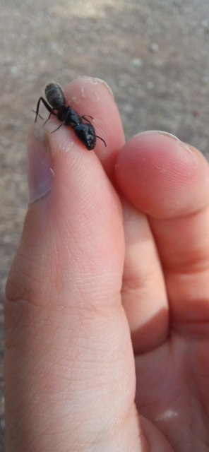 Camponotus vagus - fekete lóhangya