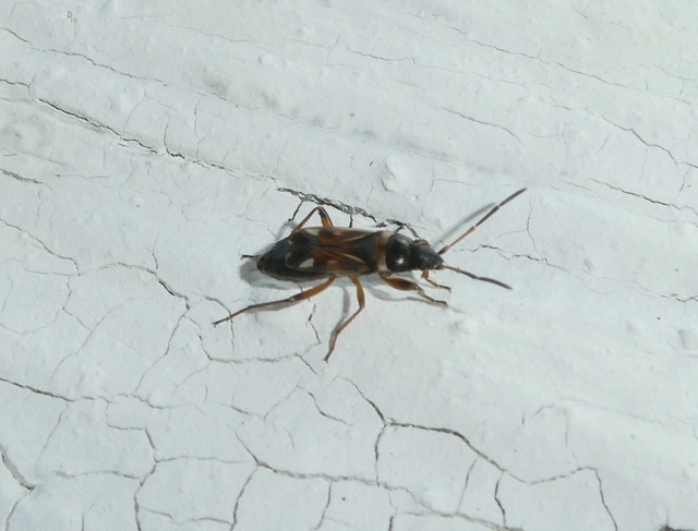 Raglius alboacuminatus - tarka díszesbodobács