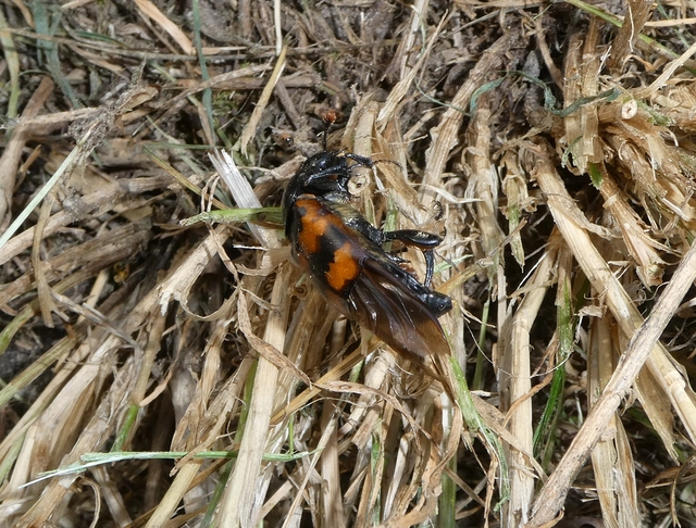 Nicrophorus interruptus - sárgaszőrű temetőbogár