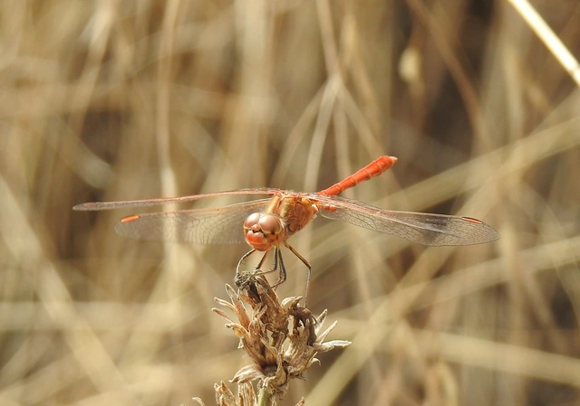 Sympetrum meridionale - fakó katona-szitakötő