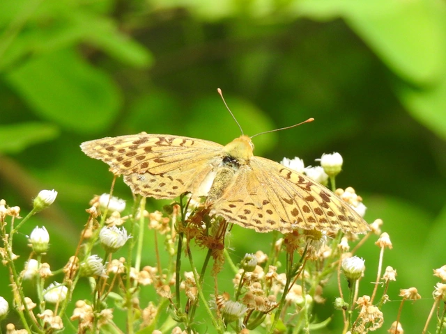 Argynnis pandora - zöldes gyöngyházlepke