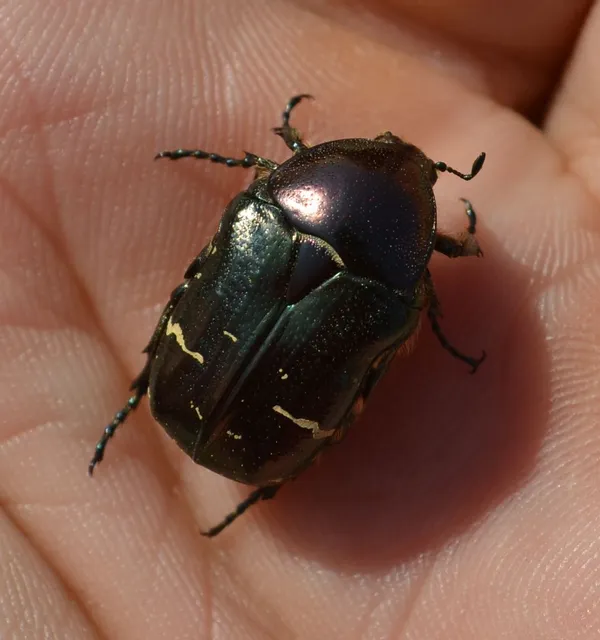 Cetonia aurata - aranyos virágbogár