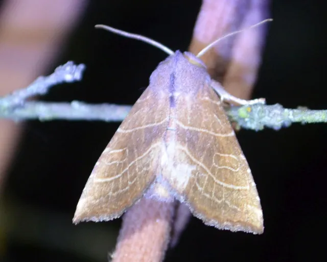 Atethmia ambusta - körtebagoly