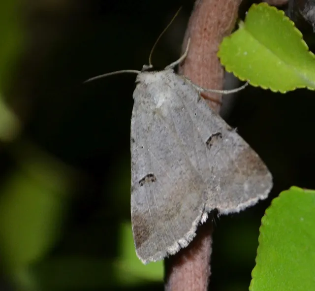 Lygephila craccae - gyakori csüdfűbagoly