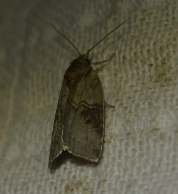 Nycteola asiatica - nyárfa-trapézbagoly