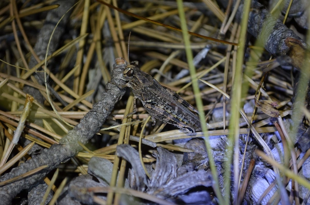 Calliptamus italicus - olaszsáska