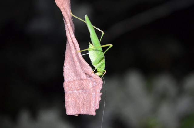 Phaneroptera