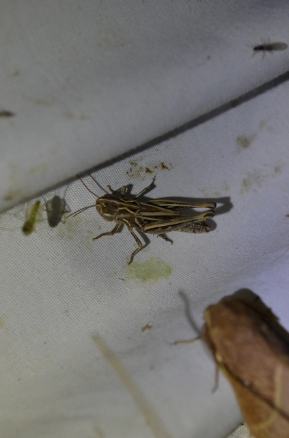 Stenobothrus