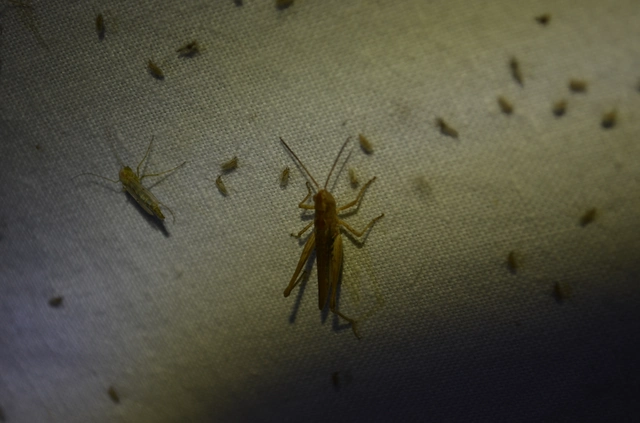 Chorthippus mollis - halk tarlósáska