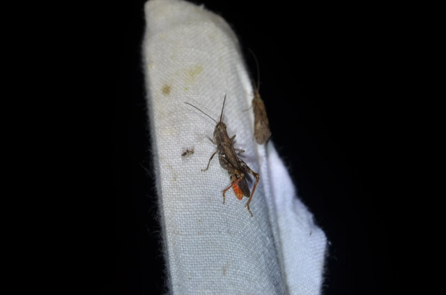 Chorthippus (Glyptobothrus) (subgenus)