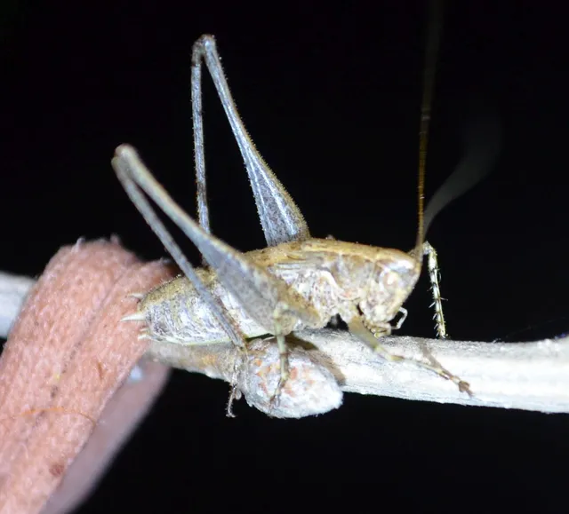 Rhacocleis germanica - német szöcske