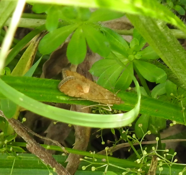 Nomophila noctuella - közönséges vándormoly