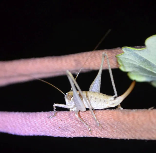 Rhacocleis germanica - német szöcske