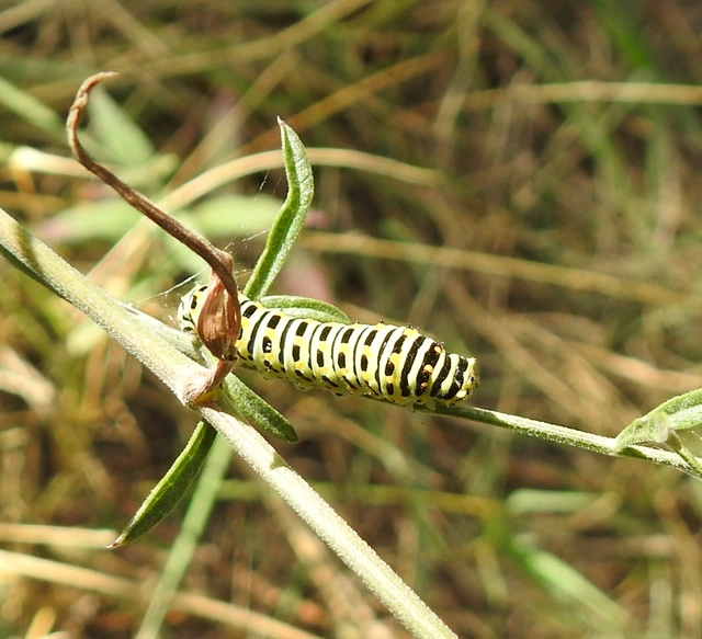 Papilio machaon - fecskefarkú lepke