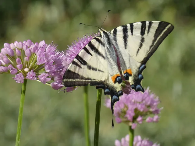 Iphiclides podalirius - kardoslepke
