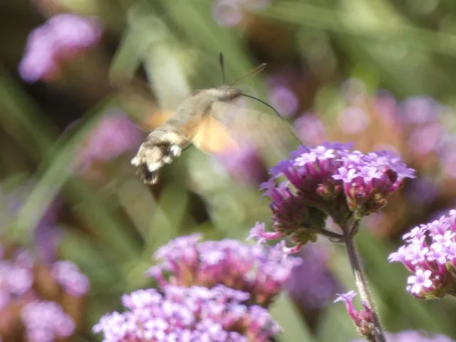 Macroglossum stellatarum - kacsafarkú szender