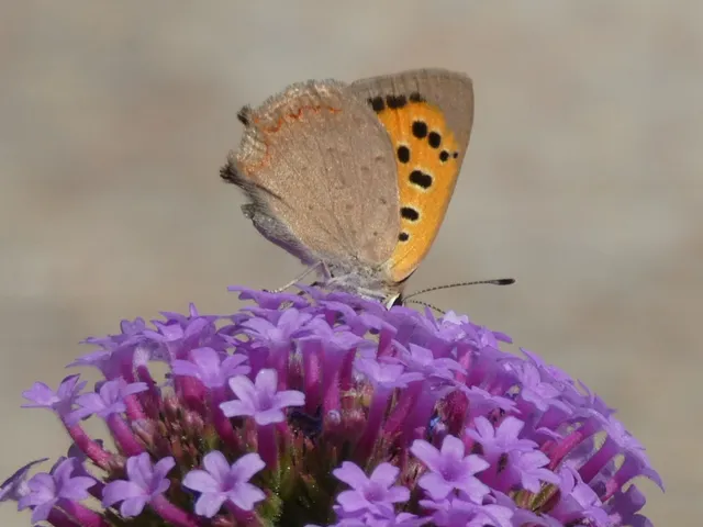 Lycaena phlaeas - közönséges tűzlepke