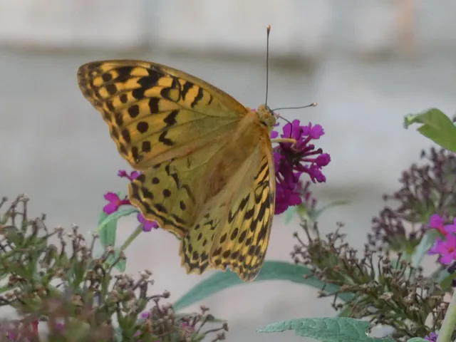 Argynnis pandora - zöldes gyöngyházlepke