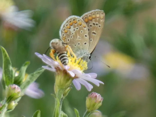 Polyommatus icarus - közönséges boglárka