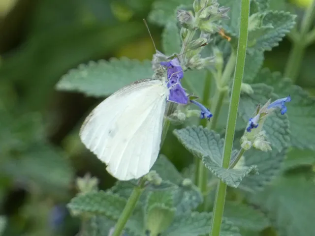 Pieris rapae - répalepke